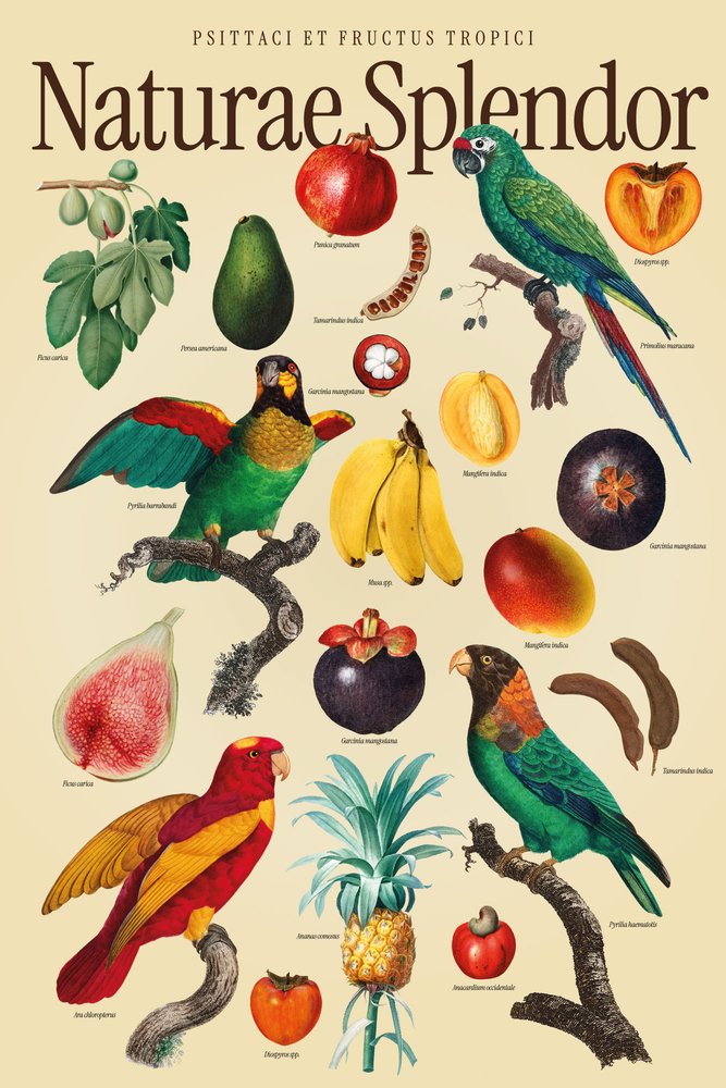 Naturae Splendor botanical poster